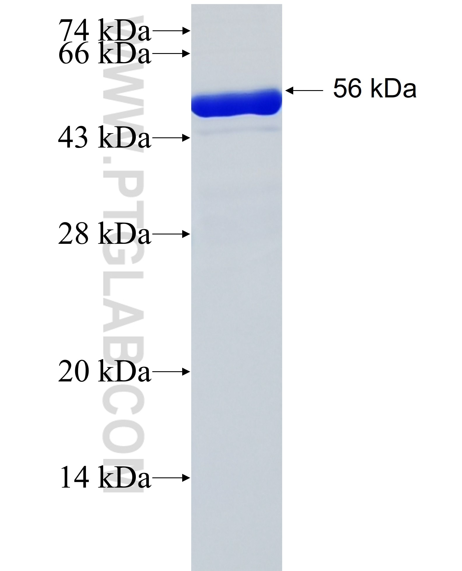 NACC2 fusion protein Ag26874 SDS-PAGE