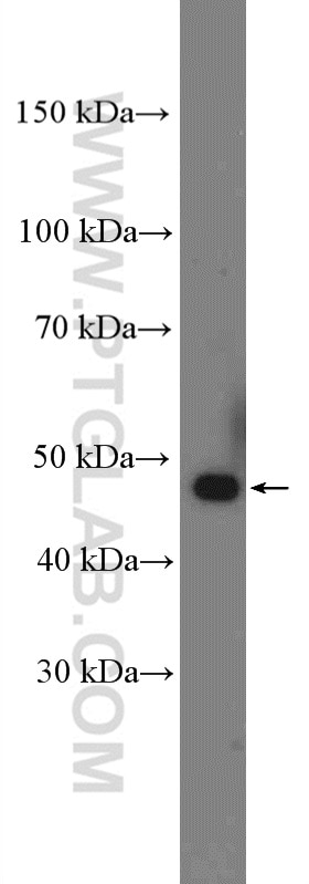 Western Blot (WB) analysis of NIH/3T3 cells using NADK Polyclonal antibody (15548-1-AP)