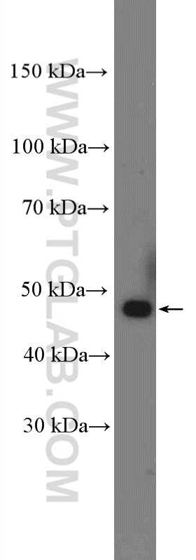 WB analysis of NIH/3T3 using 15548-1-AP