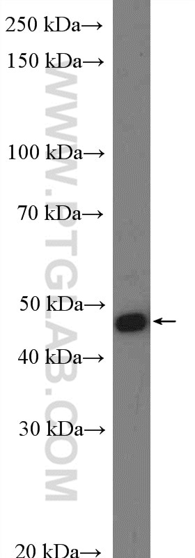 Western Blot (WB) analysis of NIH/3T3 cells using NADK Polyclonal antibody (15548-1-AP)