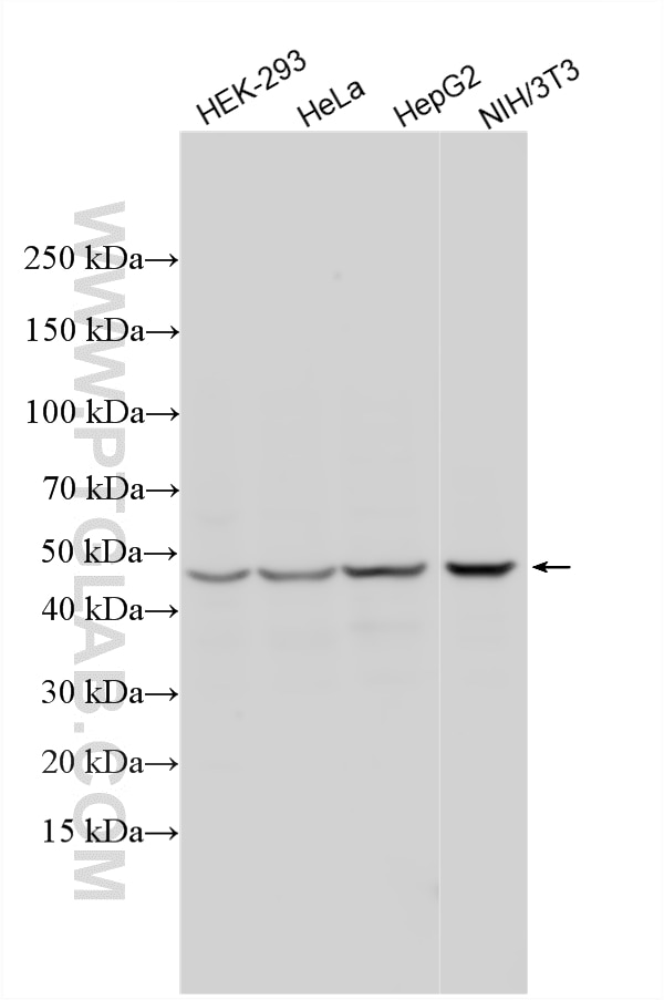 Western Blot (WB) analysis of various lysates using NADK Polyclonal antibody (15548-1-AP)