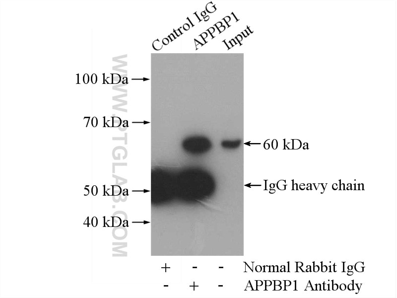 Immunoprecipitation (IP) experiment of mouse kidney tissue using APPBP1 Polyclonal antibody (14863-1-AP)