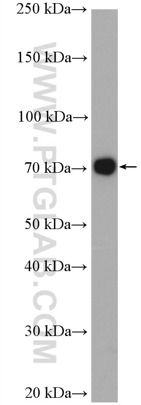 Western Blot (WB) analysis of K-562 cells using NAF1 Polyclonal antibody (27764-1-AP)