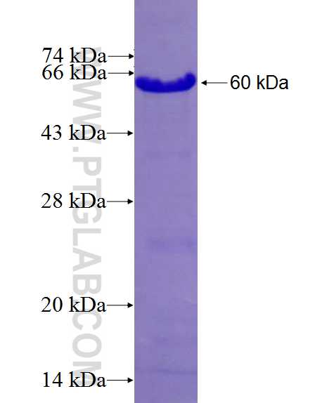 NAF1 fusion protein Ag26787 SDS-PAGE