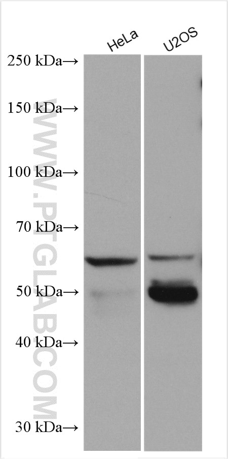 Western Blot (WB) analysis of various lysates using NAGA Polyclonal antibody (15096-1-AP)