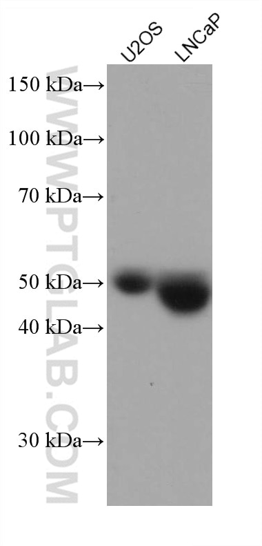Western Blot (WB) analysis of various lysates using NAGA Monoclonal antibody (67684-1-Ig)