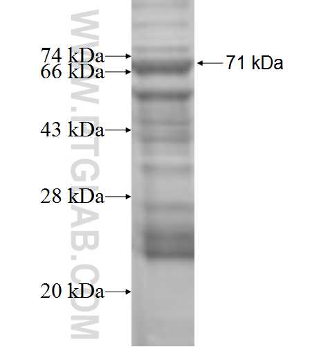 NAGA fusion protein Ag7172 SDS-PAGE