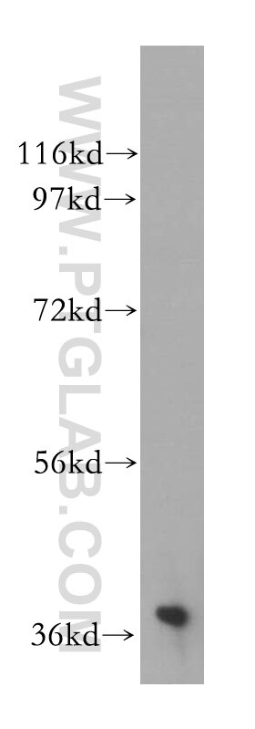 Western Blot (WB) analysis of mouse testis tissue using NAGK Polyclonal antibody (15051-1-AP)