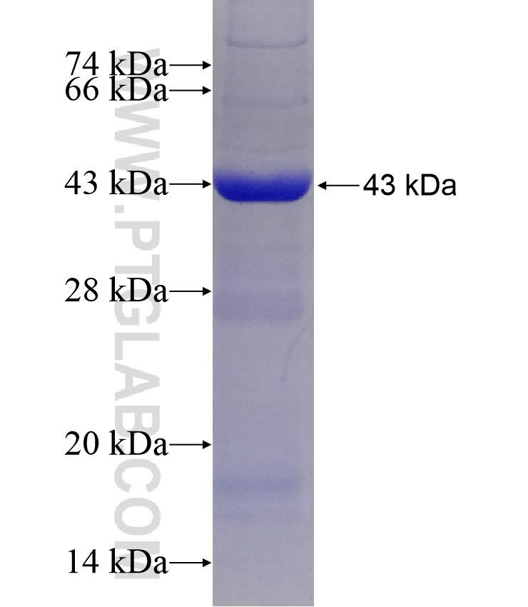 NAGLU fusion protein Ag10061 SDS-PAGE