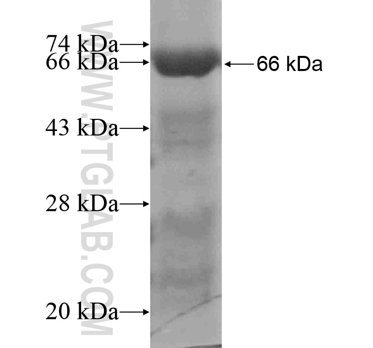 NAGLU fusion protein Ag10228 SDS-PAGE