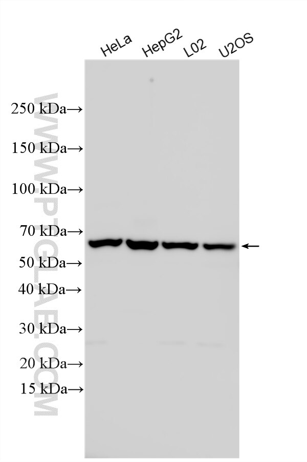 WB analysis using 31365-1-AP (same clone as 31365-1-PBS) Western Blot (WB) analysis of various lysates using NAGPA Polyclonal antibody (31365-1-AP)