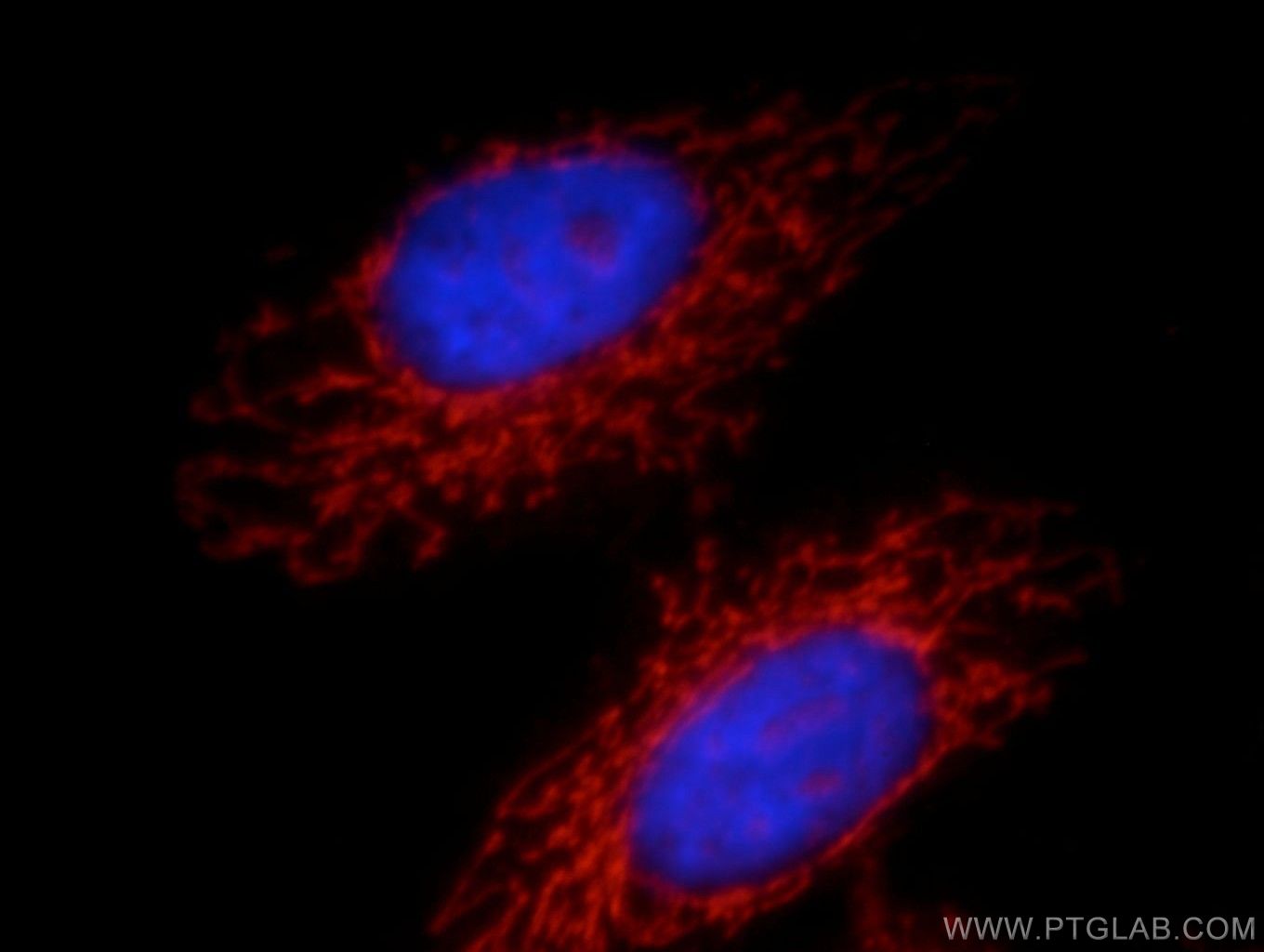 Immunofluorescence (IF) / fluorescent staining of HepG2 cells using NAGS Polyclonal antibody (21566-1-AP)