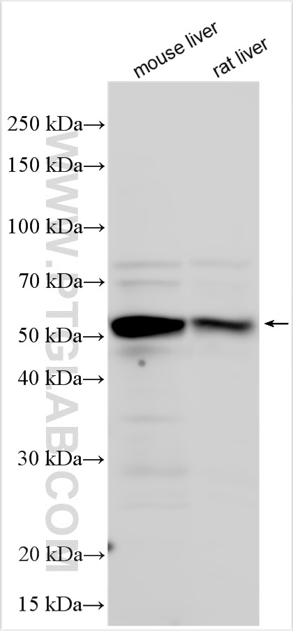 Western Blot (WB) analysis of various lysates using NAGS Polyclonal antibody (21566-1-AP)
