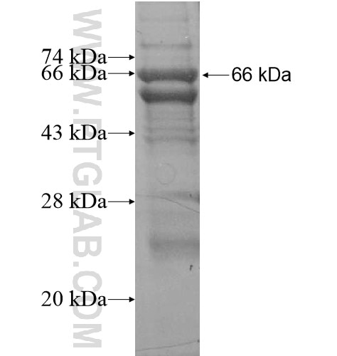 NAGS fusion protein Ag16073 SDS-PAGE