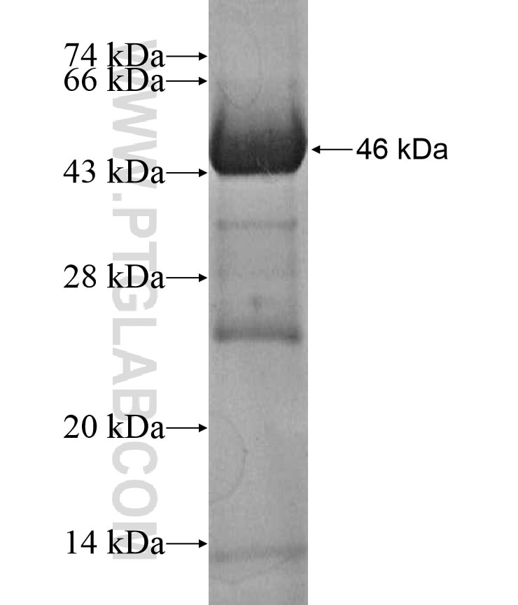 NAGS fusion protein Ag17348 SDS-PAGE