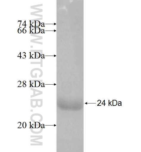 NAIF1 fusion protein Ag10058 SDS-PAGE