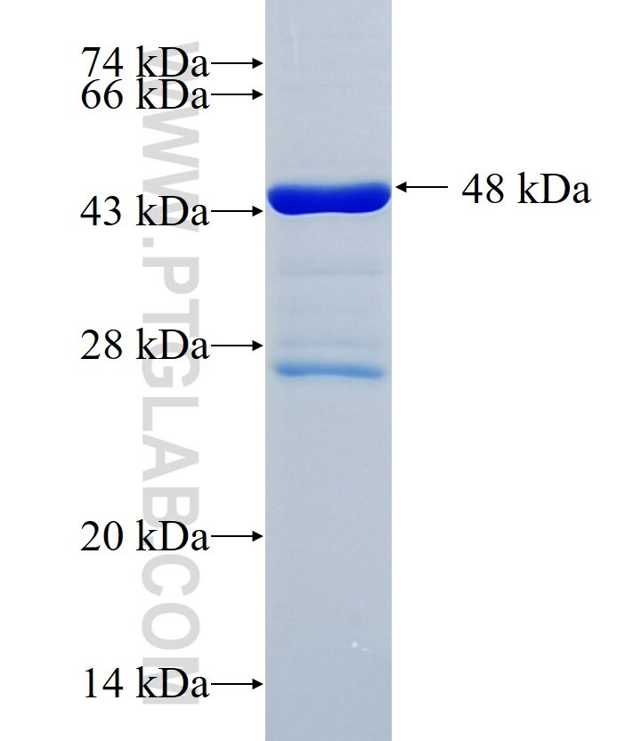 NAIF1 fusion protein Ag10084 SDS-PAGE