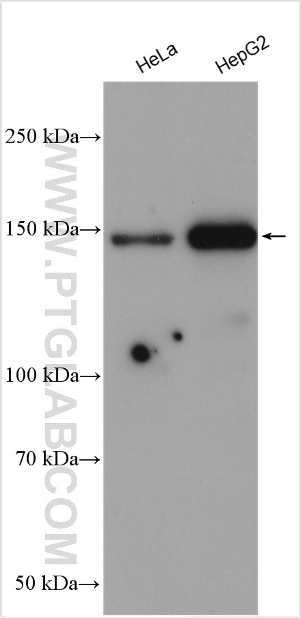 Western Blot (WB) analysis of various lysates using NAIP Polyclonal antibody (55153-1-AP)
