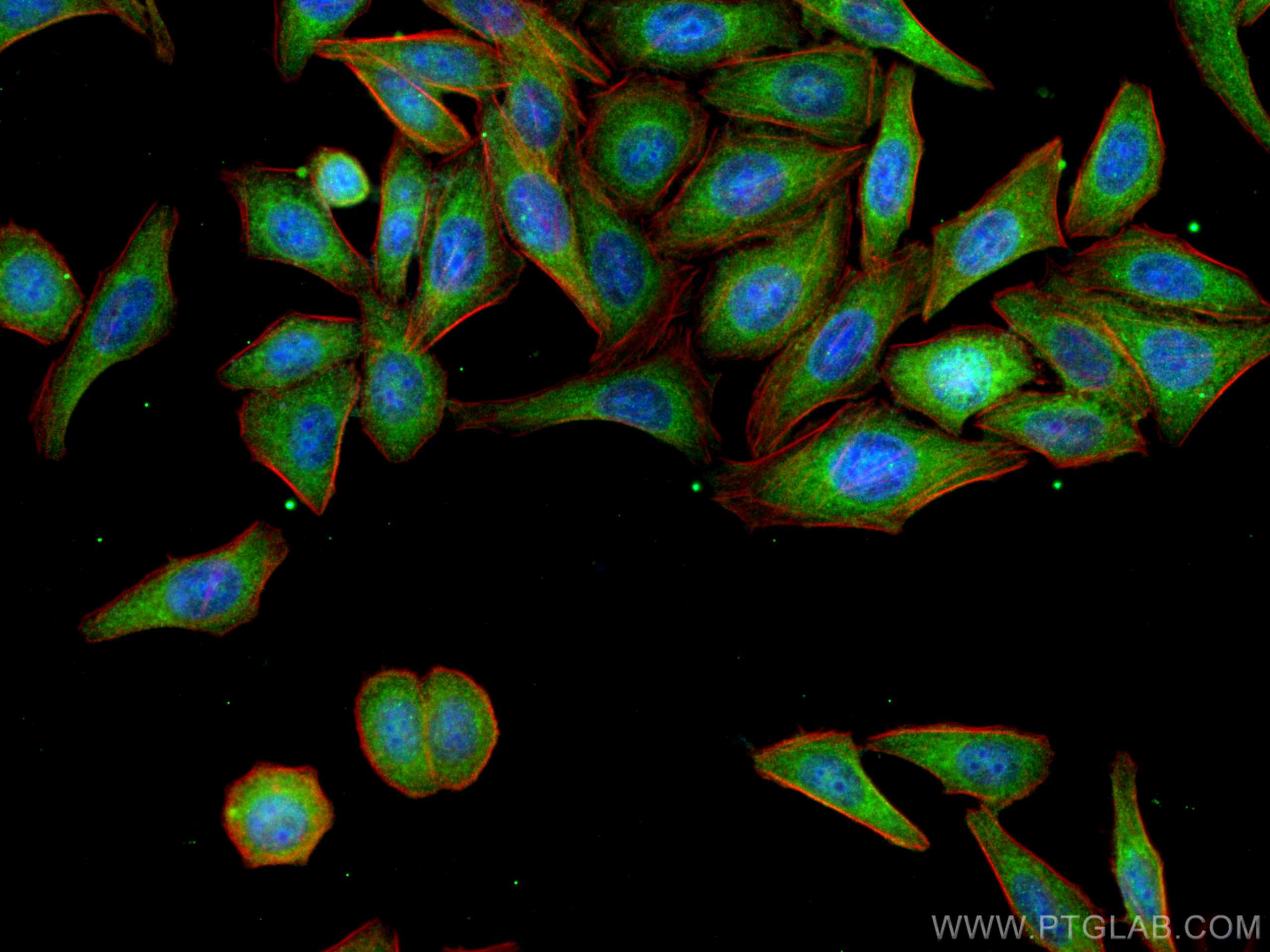 Immunofluorescence (IF) / fluorescent staining of HepG2 cells using NLRP3 Polyclonal antibody (19771-1-AP)