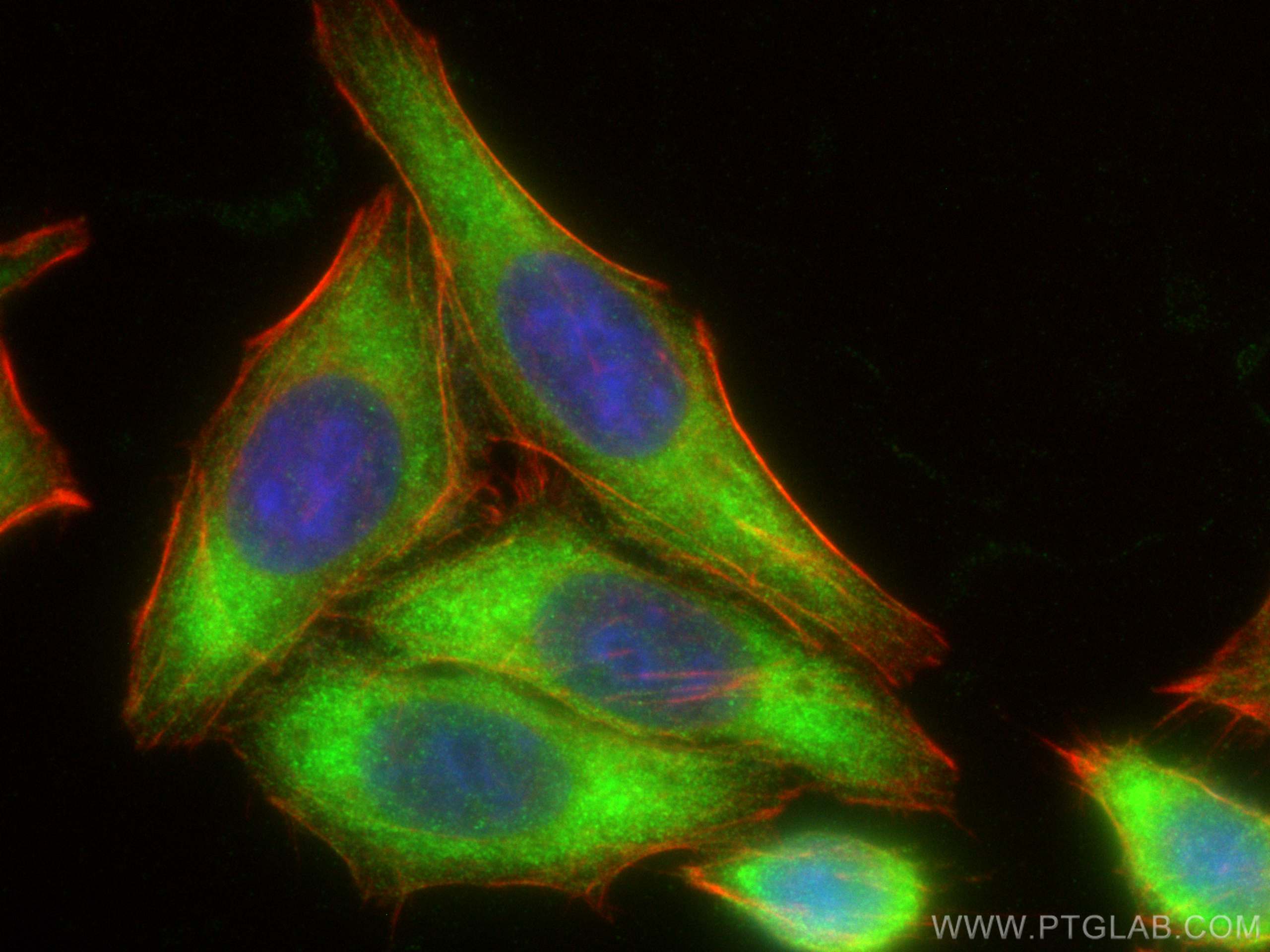 Immunofluorescence (IF) / fluorescent staining of HepG2 cells using NLRP3 Polyclonal antibody (19771-1-AP)