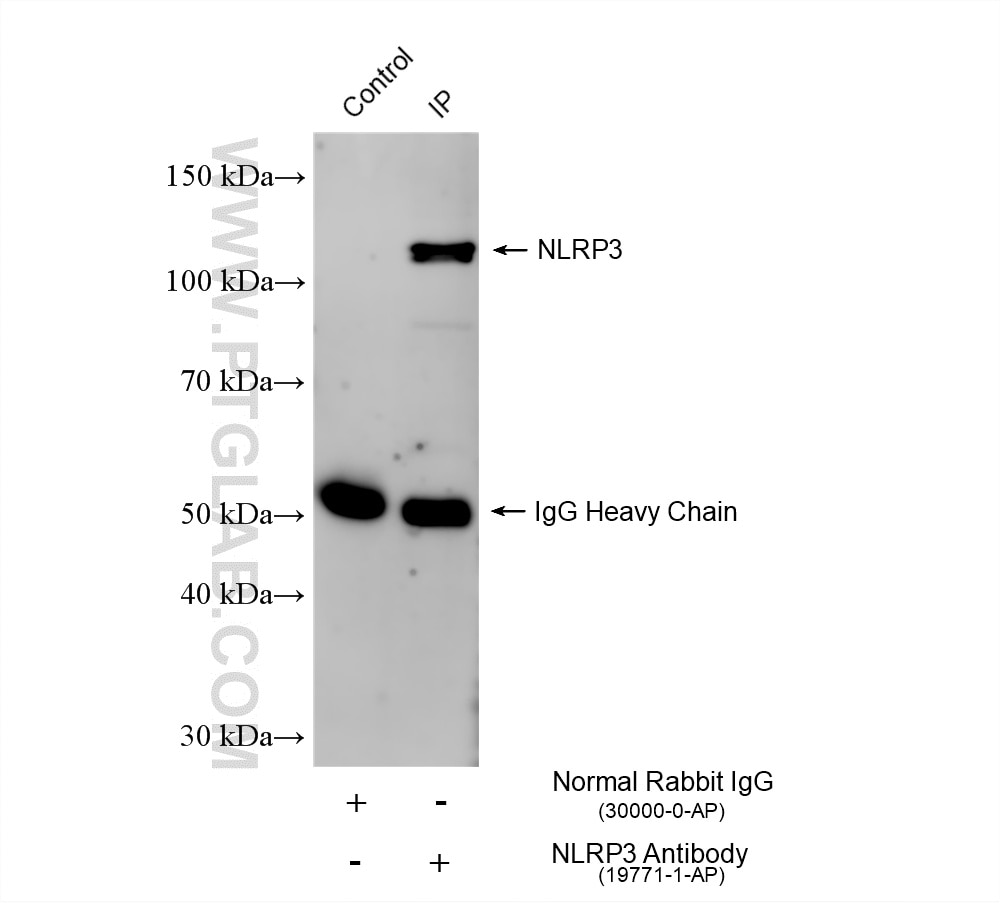 IP result of anti-NLRP3 (IP:19771-1-AP, 4ug; Detection:19771-1-AP 1:1000) with THP-1 cells lysate 1640 ug. Immunoprecipitation (IP) experiment of THP-1 cells using NLRP3 Polyclonal antibody (19771-1-AP)