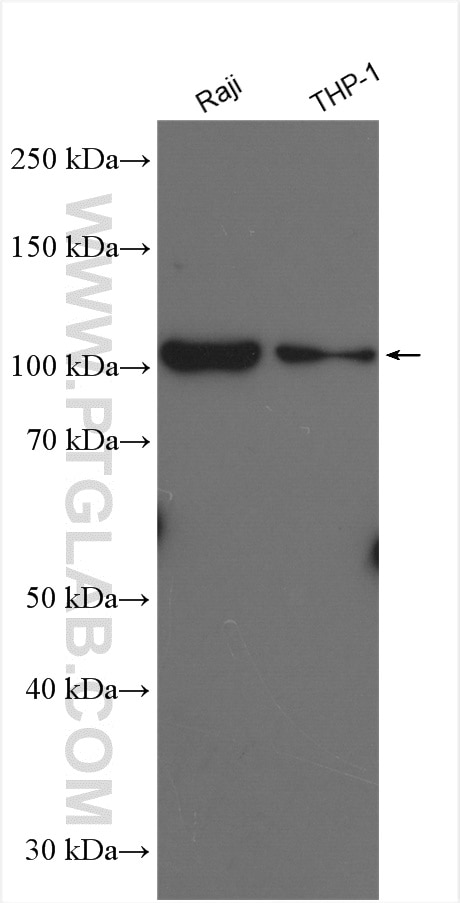 Western Blot (WB) analysis of various lysates using NLRP3 Polyclonal antibody (19771-1-AP)