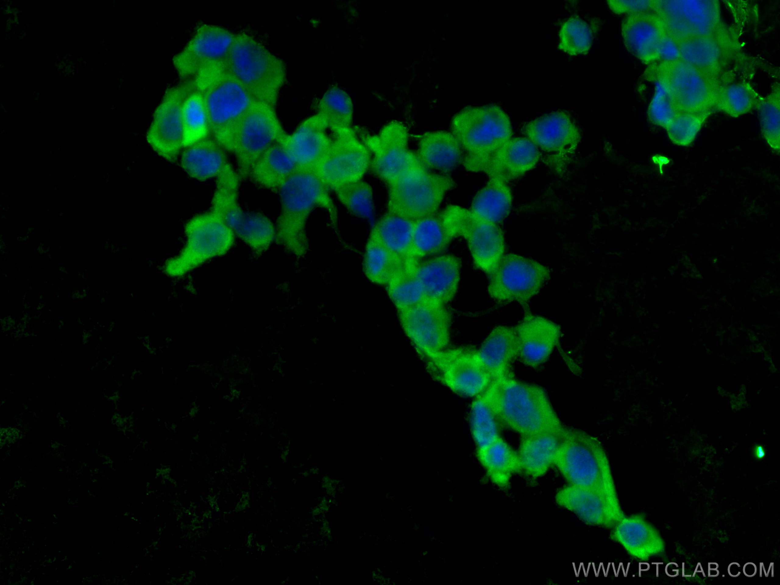 Immunofluorescence (IF) / fluorescent staining of U-87 MG cells using NAMPT/PBEF Polyclonal antibody (11776-1-AP)