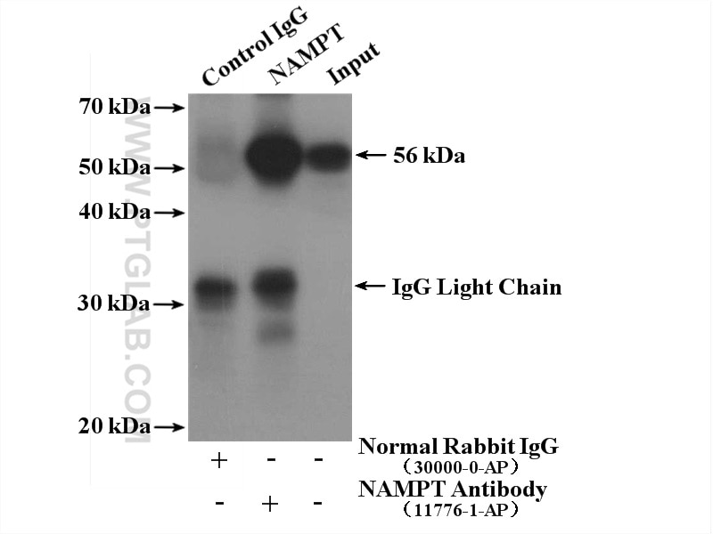 IP experiment of mouse heart using 11776-1-AP