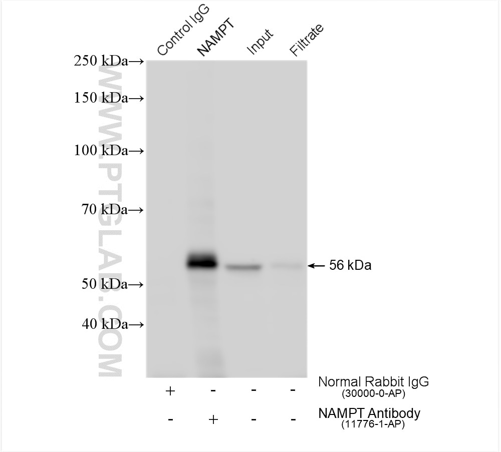 Immunoprecipitation (IP) experiment of mouse heart tissue using NAMPT/PBEF Polyclonal antibody (11776-1-AP)