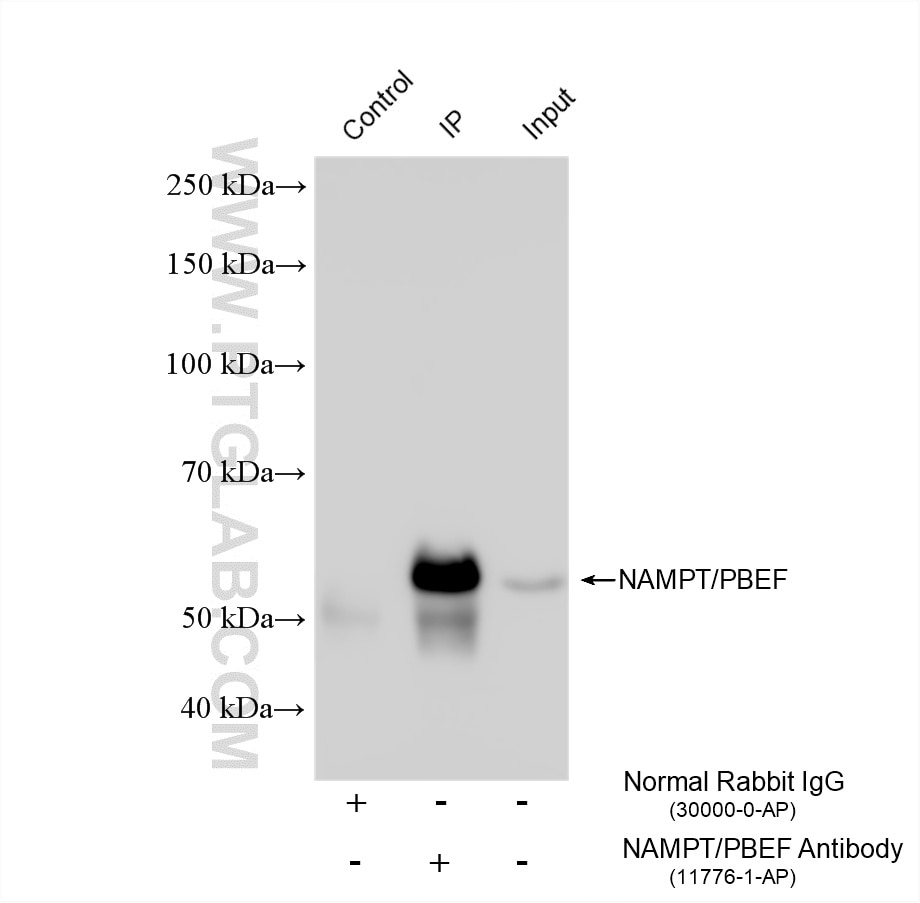 Immunoprecipitation (IP) experiment of mouse heart tissue using NAMPT/PBEF Polyclonal antibody (11776-1-AP)