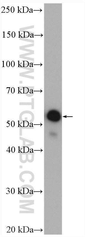 Western Blot (WB) analysis of Ramos cells using NAMPT/PBEF Polyclonal antibody (11776-1-AP)