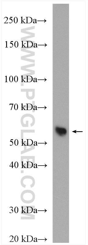 Western Blot (WB) analysis of mouse liver tissue using NAMPT/PBEF Polyclonal antibody (11776-1-AP)