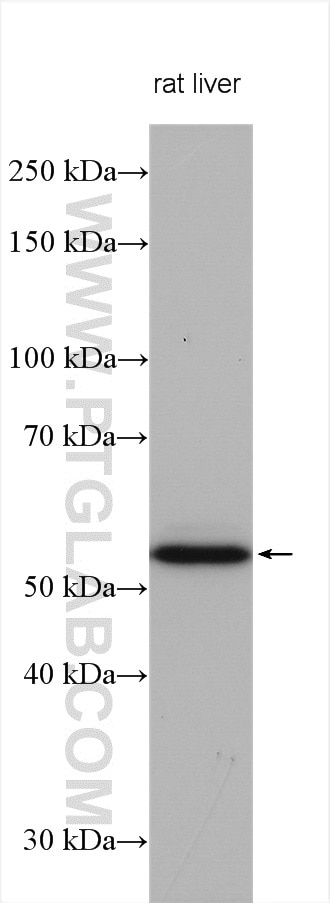 Western Blot (WB) analysis of various lysates using NAMPT/PBEF Polyclonal antibody (11776-1-AP)