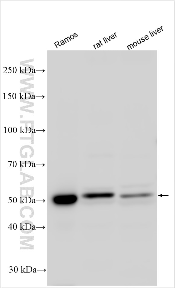 Western Blot (WB) analysis of Ramos cells using NAMPT/PBEF Polyclonal antibody (11776-1-AP)