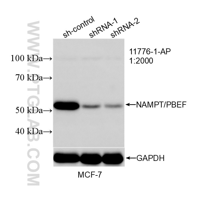 WB result of NAMPT/PBEF antibody (11776-1-AP; 1:2000; incubated at room temperature for 1.5 hours) with sh-Control and sh-NAMPT/PBEF transfected MCF-7 cells. Western Blot (WB) analysis of MCF-7 cells using NAMPT/PBEF Polyclonal antibody (11776-1-AP)