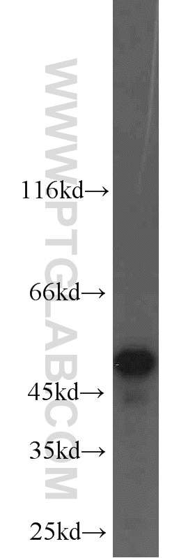 Western Blot (WB) analysis of HL-60 cells using NAMPT/PBEF Polyclonal antibody (11776-1-AP)