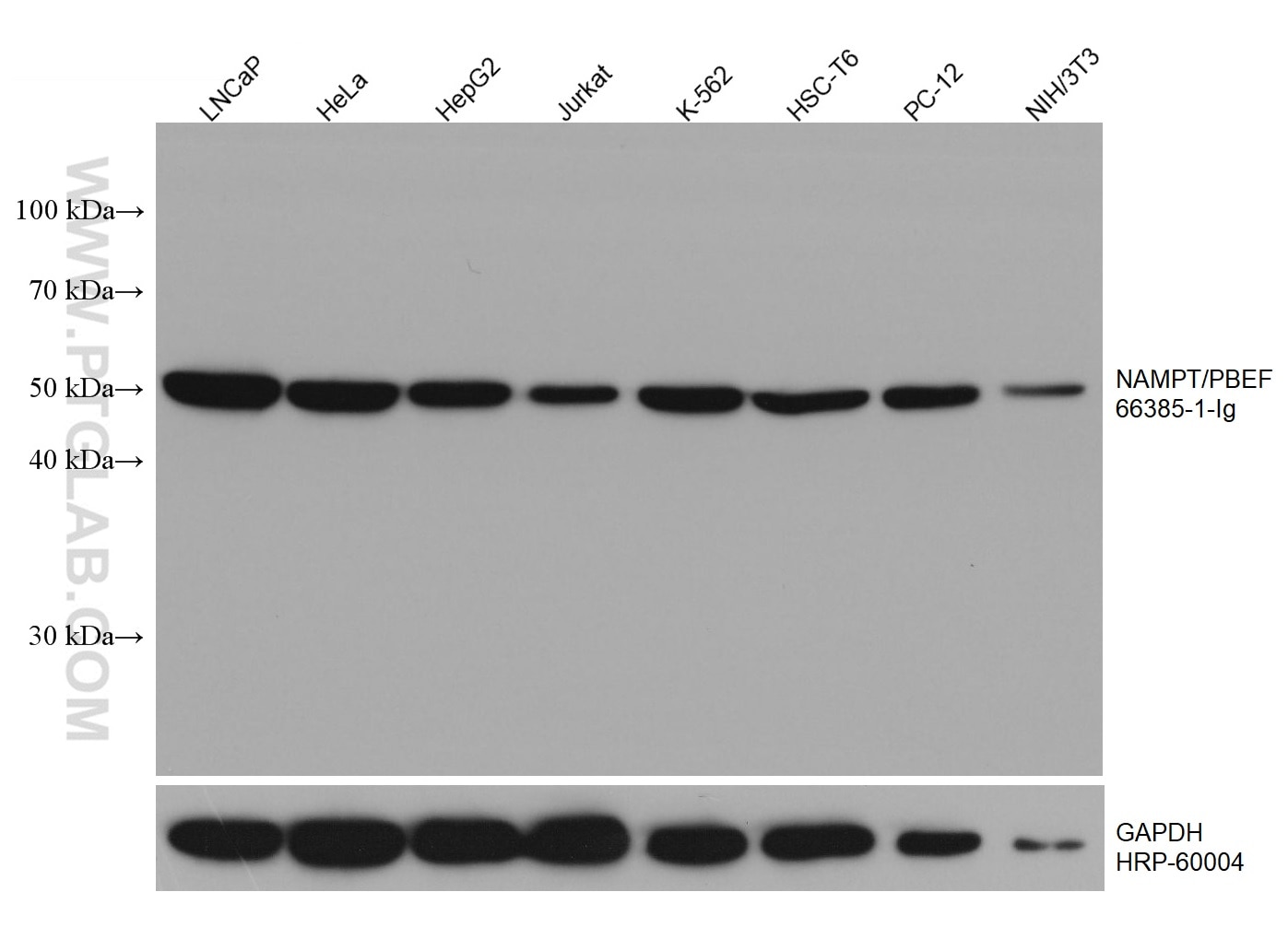 Western Blot (WB) analysis of various lysates using NAMPT/PBEF Monoclonal antibody (66385-1-Ig)