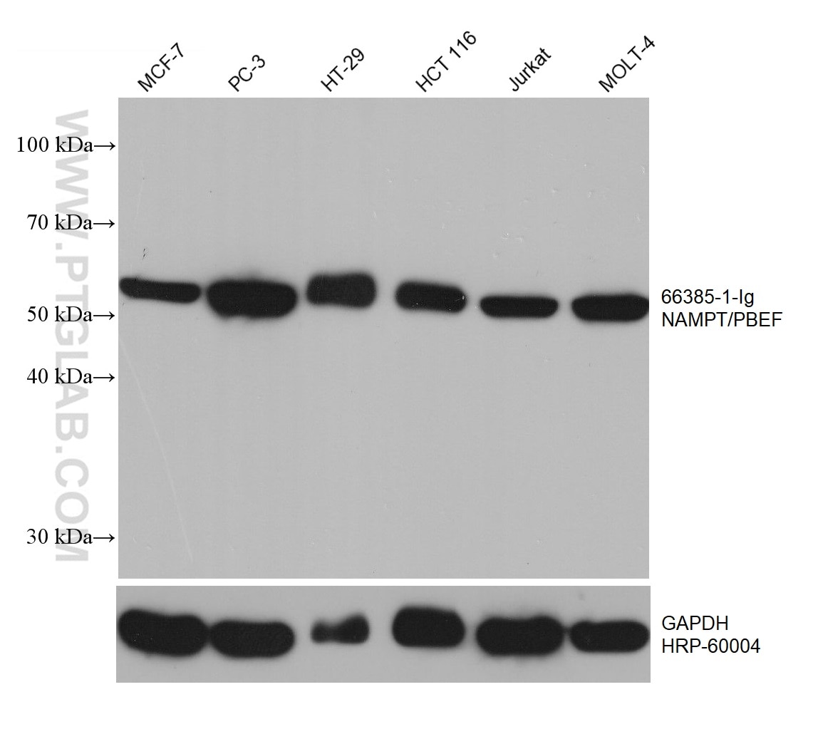 Western Blot (WB) analysis of various lysates using NAMPT/PBEF Monoclonal antibody (66385-1-Ig)