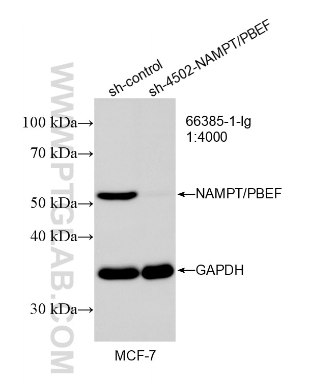 WB result of NAMPT/PBEF antibody (66385-1-Ig; 1:4000; incubated at room temperature for 1.5 hours) with sh-Control and sh-NAMPT/PBEF transfected MCF-7 cells. Western Blot (WB) analysis of MCF-7 cells using NAMPT/PBEF Monoclonal antibody (66385-1-Ig)