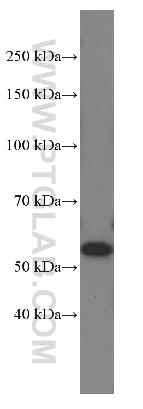 Western Blot (WB) analysis of human heart tissue using NAMPT/PBEF Monoclonal antibody (66385-1-Ig)