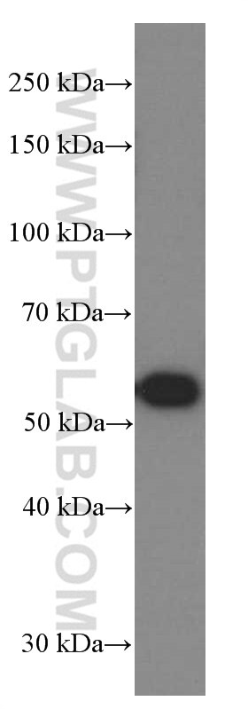 Western Blot (WB) analysis of rat heart tissue using NAMPT/PBEF Monoclonal antibody (66385-1-Ig)