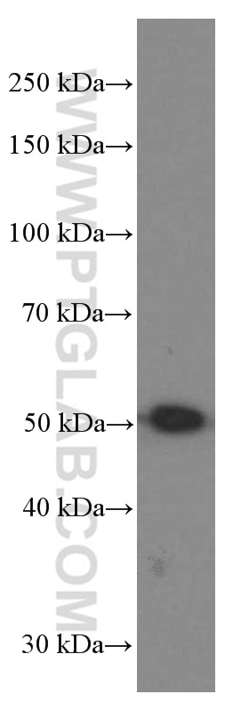 WB analysis of mouse skeletal muscle using 66385-1-Ig