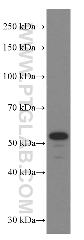 Western Blot (WB) analysis of Neuro-2a cells using NAMPT/PBEF Monoclonal antibody (66385-1-Ig)