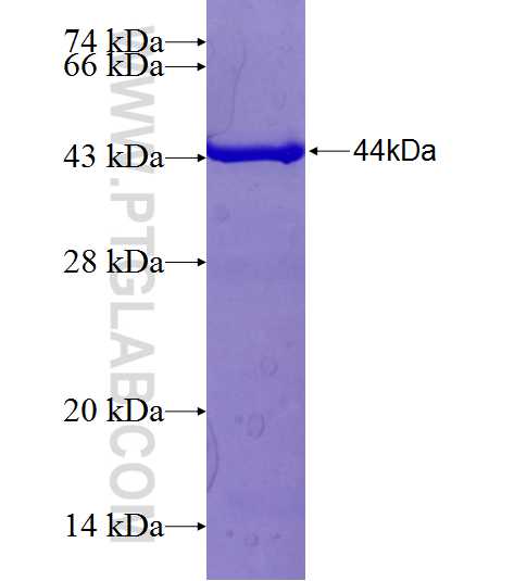 NAMPT fusion protein Ag24322 SDS-PAGE