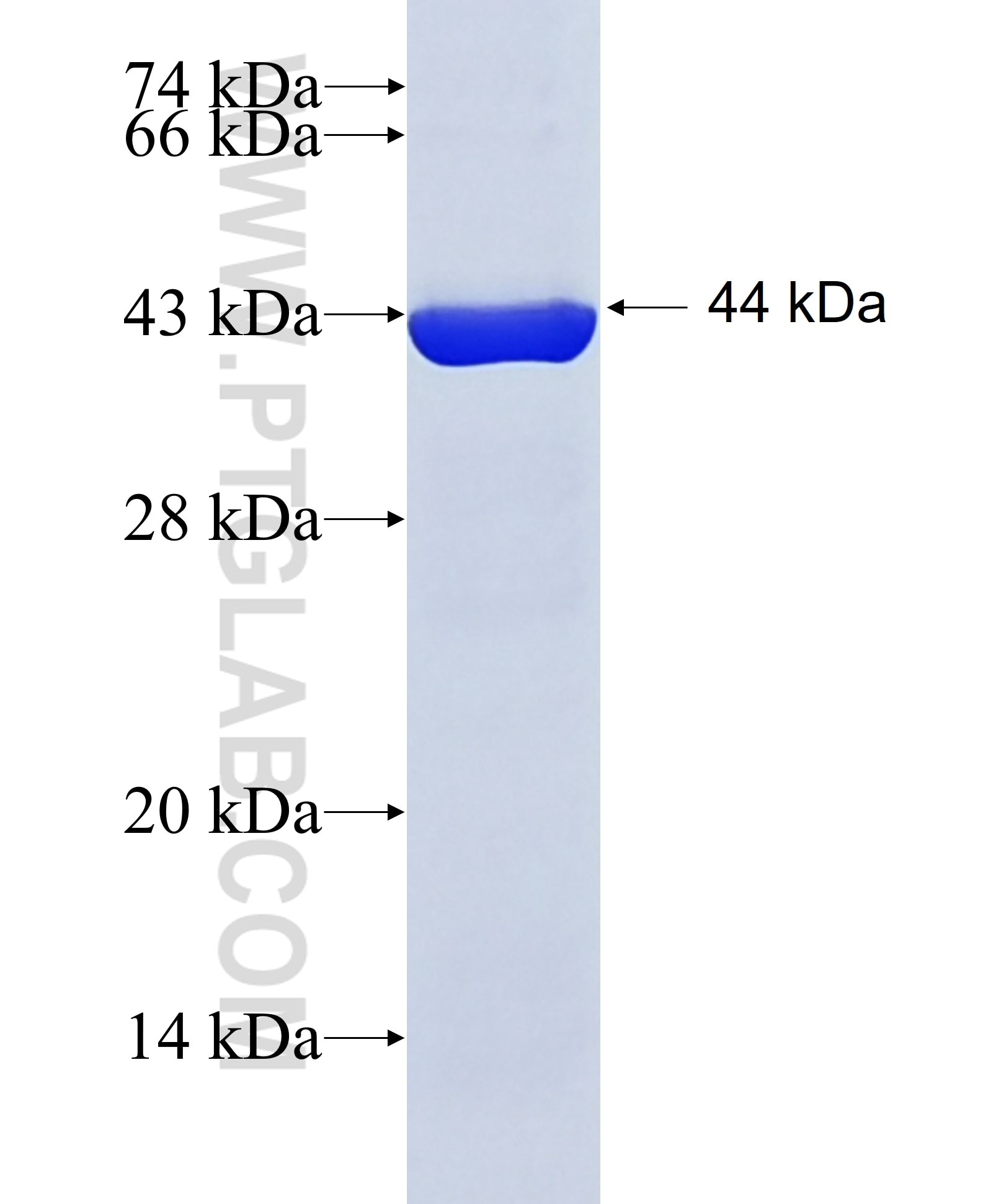 NAMPT fusion protein Ag24322 SDS-PAGE