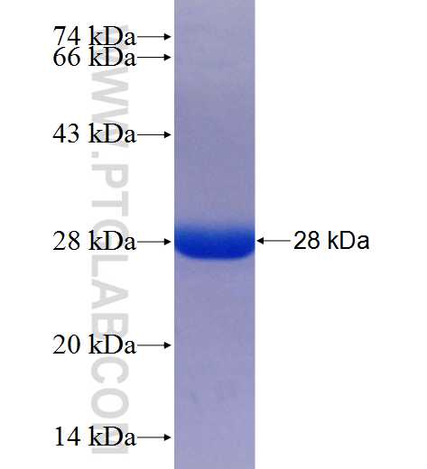 NAMPT fusion protein Ag26088 SDS-PAGE