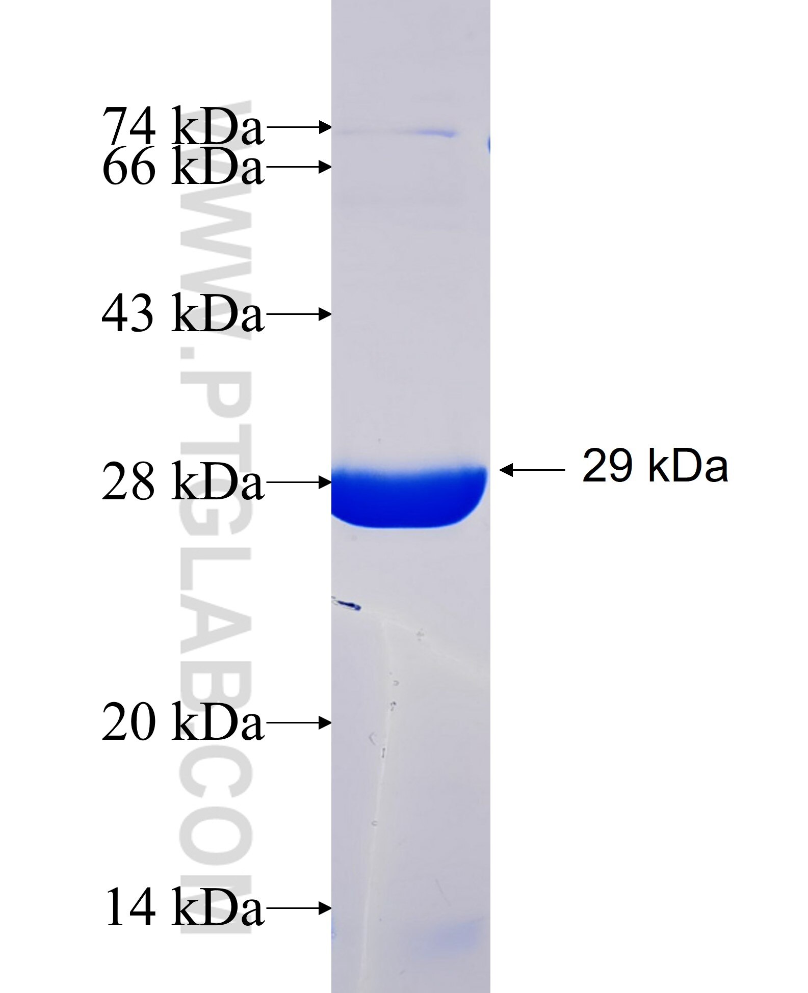 NAMPT fusion protein Ag26088 SDS-PAGE