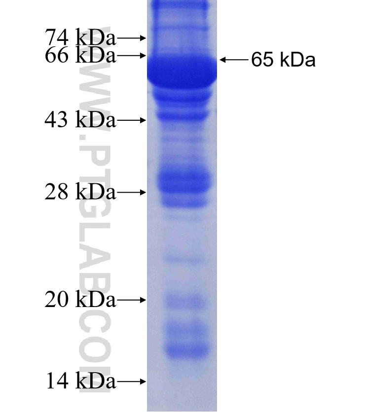 NAMPT fusion protein Ag2434 SDS-PAGE