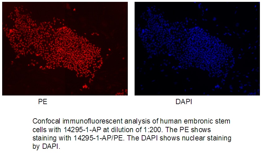 IF Staining of human embronic stem cells using 14295-1-AP