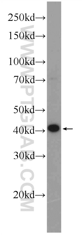 NANOG Polyclonal antibody